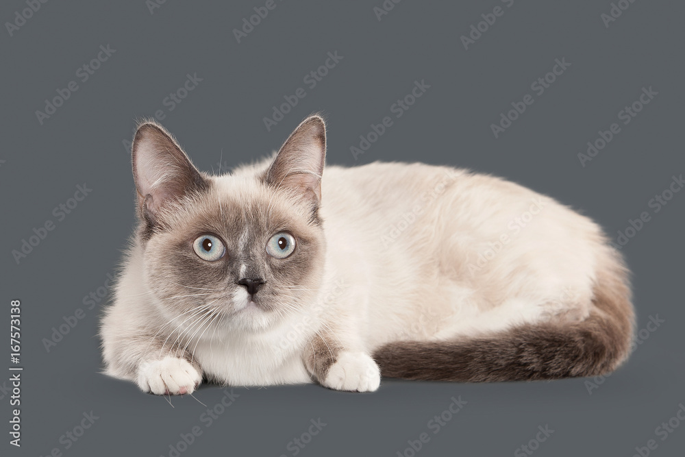 Cat. Young color-point Thai cat on gray background