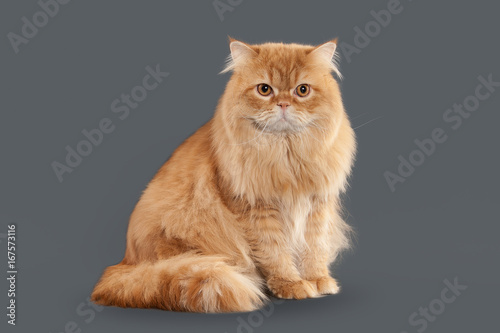 Cat. Red long hair British cat on gray background photo