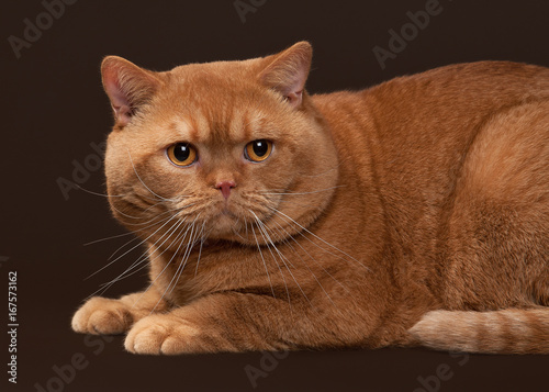 Cat. Red british male cat on dark brown background