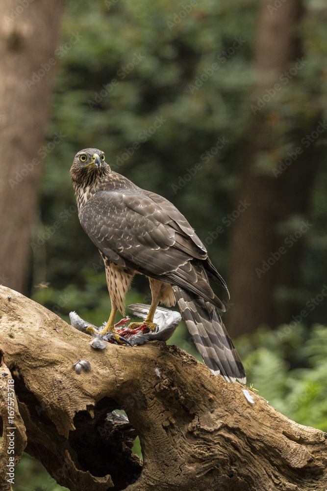 Fototapeta premium Hawk