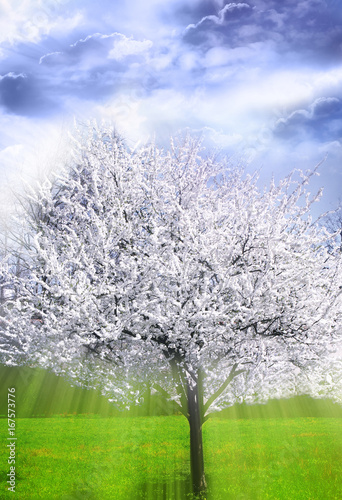 Spring apple tree in bloom with mystical magic divine angelic rays of light like a spiritual concept