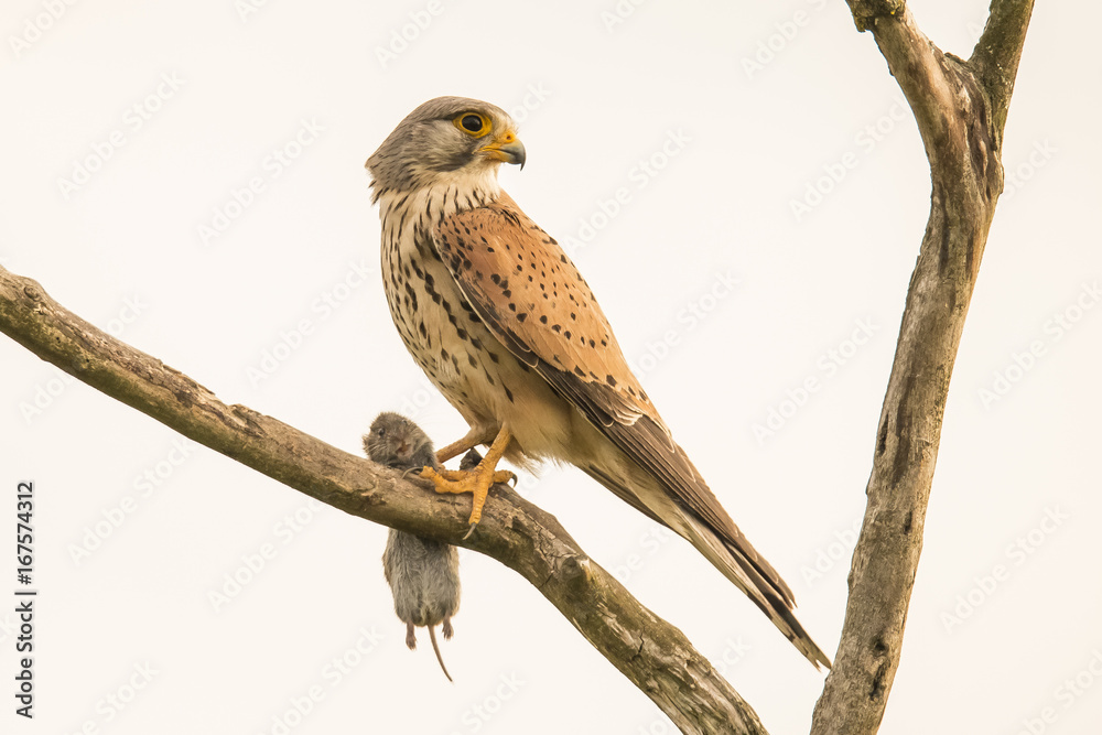 Kestrel Kestrel