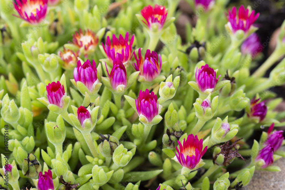 Red flower of rocks.