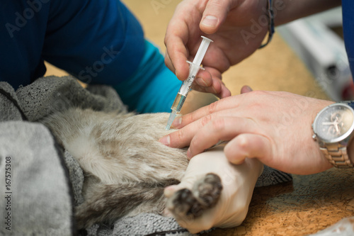 Veterinarian gives an injection to a cat in the stomach