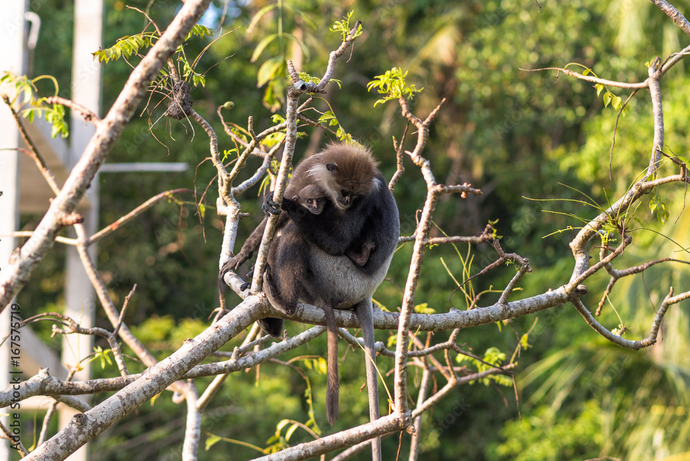 Fototapeta premium Gray- or Hanuman langurs are the most widespread langurs of South Asia. This group is situated in the back of the village in Unawatuna in Sri Lanka. They take foliage very close to the settlements