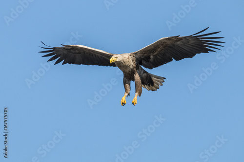White Taile Eagle © Gert Hilbink