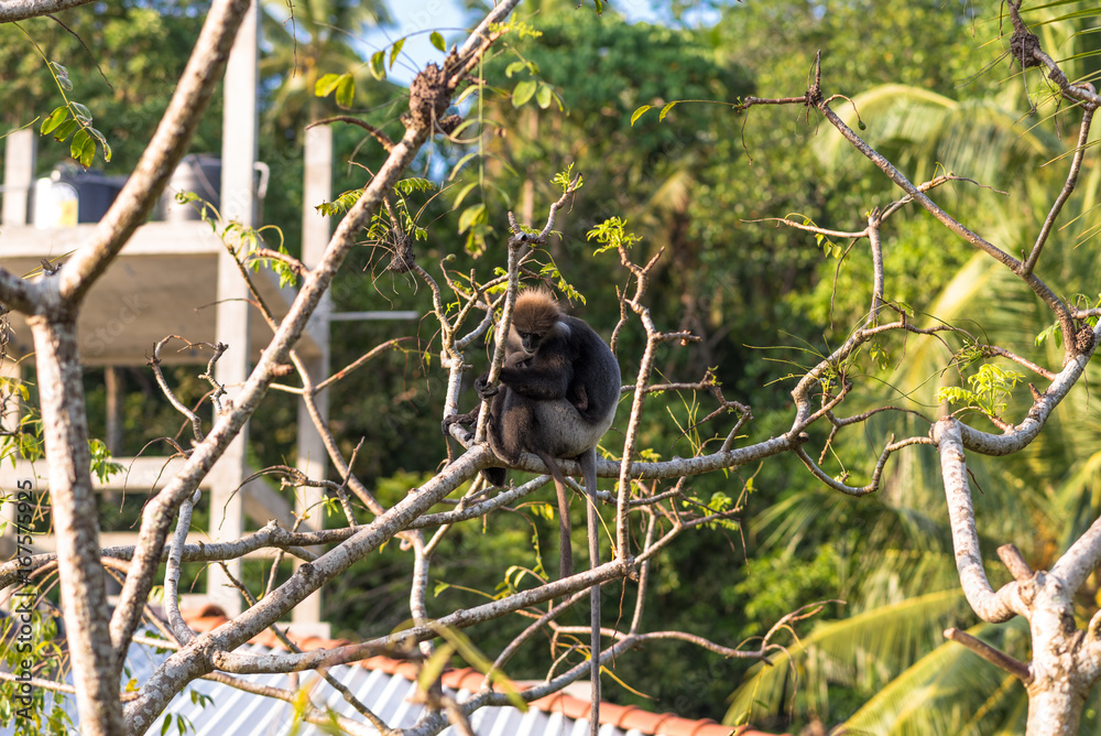Obraz premium Gray- or Hanuman langurs are the most widespread langurs of South Asia. This group is situated in the back of the village in Unawatuna in Sri Lanka. They take foliage very close to the settlements