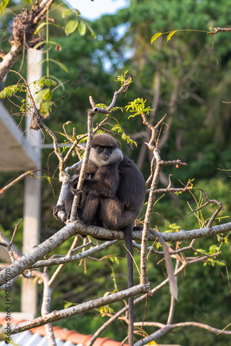 Gray- or Hanuman langurs are the most widespread langurs of South Asia. This group is situated in the back of the village in Unawatuna in Sri Lanka. They take foliage very close to the settlements © ksl