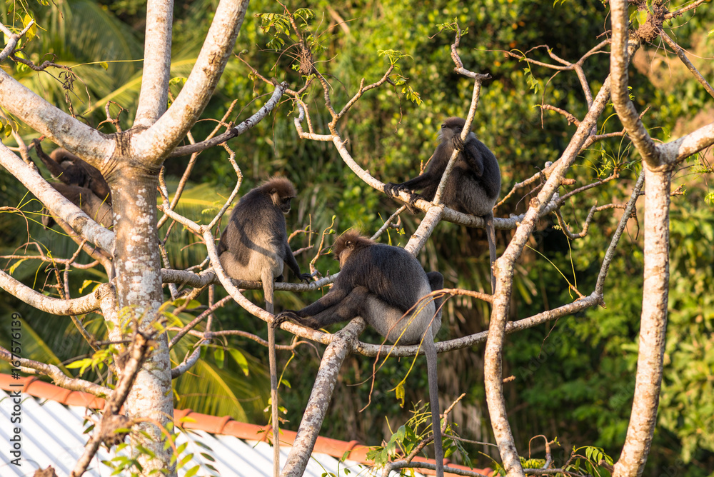 Obraz premium Gray- or Hanuman langurs are the most widespread langurs of South Asia. This group is situated in the back of the village in Unawatuna in Sri Lanka. They take foliage very close to the settlements