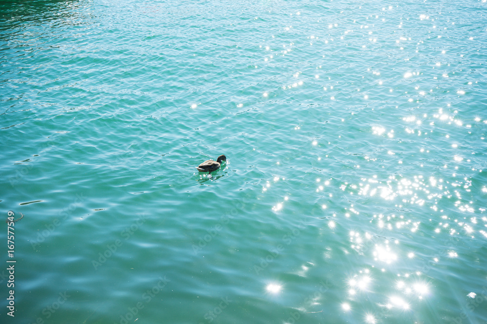Naklejka premium duck in turquoise water pair swimming in lake