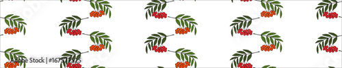 sketch rowan with berries, liner, in color, seamless 3