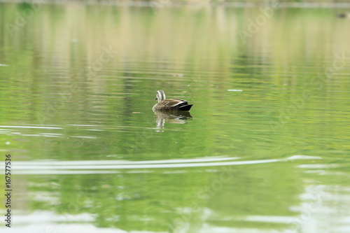 新緑の中を泳ぐ鴨