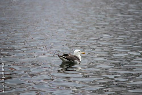 A great black-backed gull svimming on a lake. photo