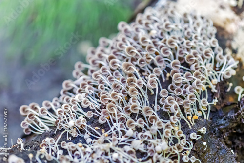 IInedible mushroom Nowotnick diffuse (lat.Coprinellus disseminatus) photo