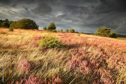 hill with junipers, heather and grass photo