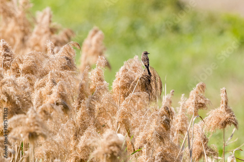 Stejneger's Stonechat (Saxicola stejnegeri) with reed