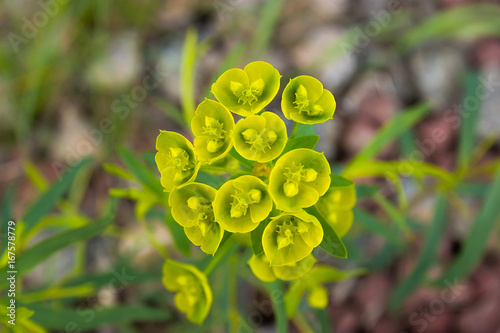 Yellow Opposite Leaved Golden Saxifrage photo