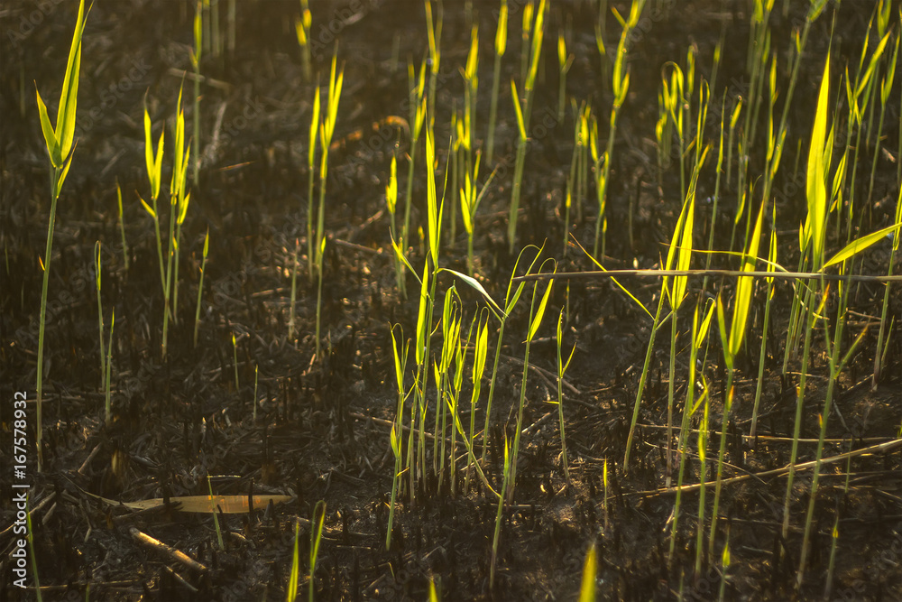 Obraz premium Evening grass in the burned hill