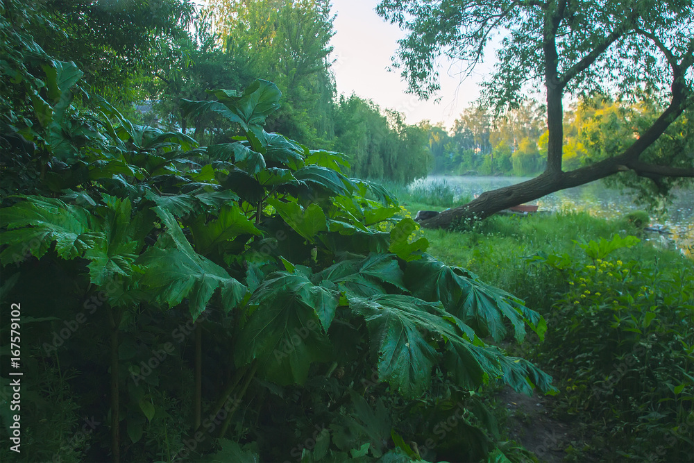 Heracleum poisonous plant. The sap of it causes phytophotodermatitis in humans Stock Photo