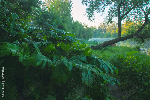 Heracleum poisonous plant. The sap of it causes phytophotodermatitis in humans photo