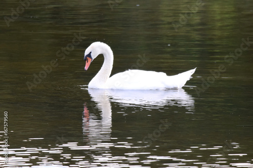 Swan swimming on a still calm lake