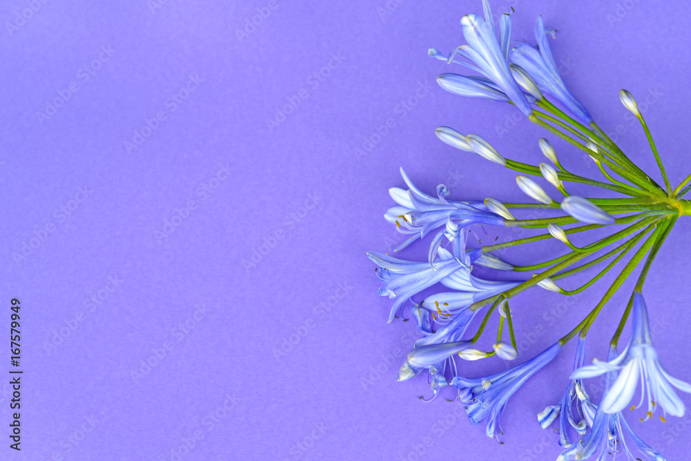 Bright blue Agapanthus flower in purple background. Close up of agapanthus in bloom in a sunny day. - obrazy, fototapety, plakaty 