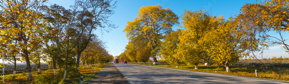 Road between the yellow autumn trees