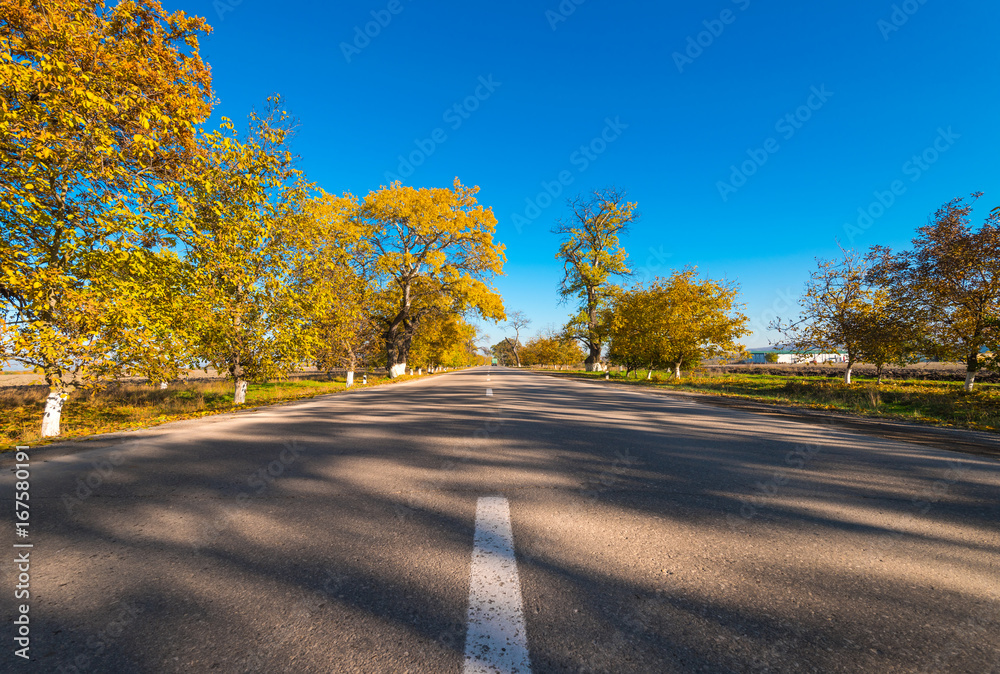 Fototapeta premium Road between the yellow autumn trees