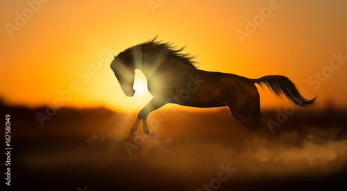 Dark horse runs on sunset background in dust