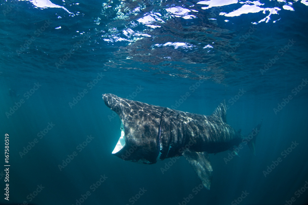 Obraz premium basking shark, cetorhinus maximus, Coll island, Scotland