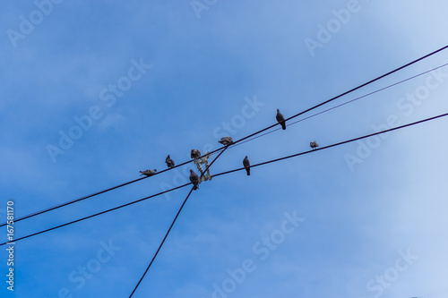 Pigeons on electric wire with a background the sky.