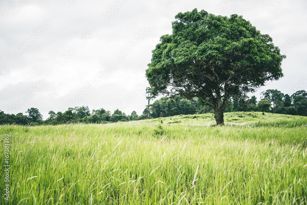 Rural landscape. Nature meadow mountain tree. Big tree Rural landscape. Nature meadow mountain tree. Big tree