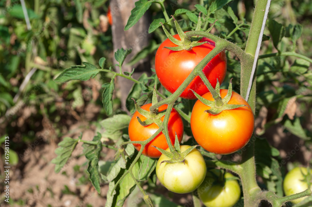     Tomatoes in the garden,Vegetable garden with plants of red tomatoes 