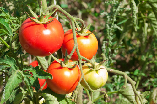  Tomatoes in the garden,Vegetable garden with plants of red tomatoes 