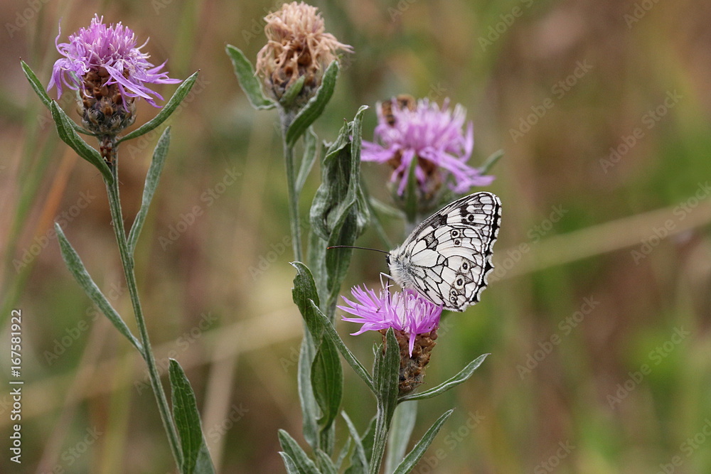 Schmetterling Schachbrettfalter, Melanargia galathea Schmetterling Schachbrettfalter, Melanargia galathea