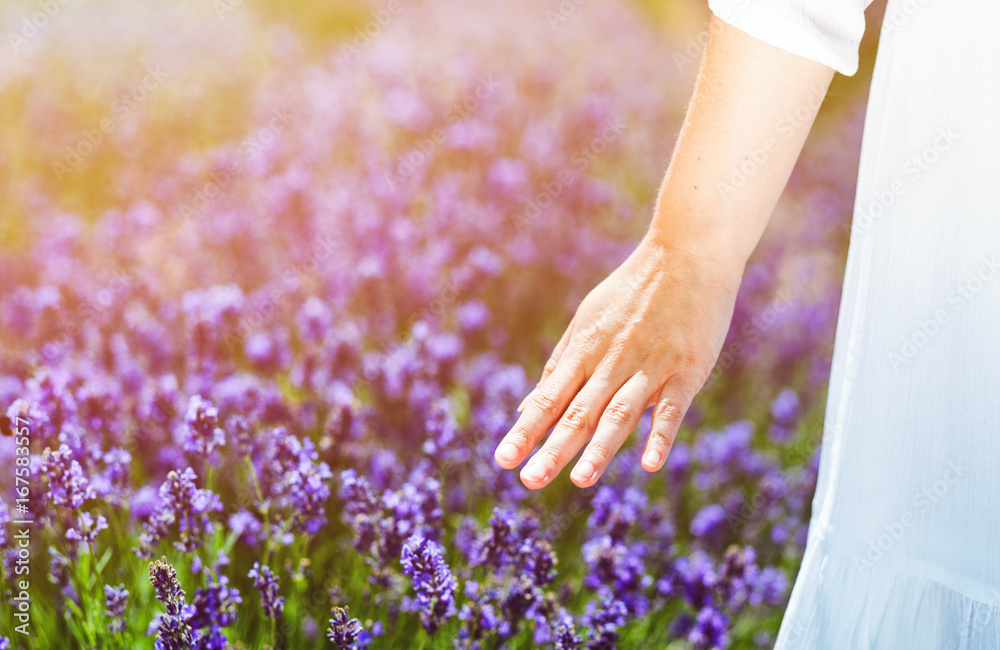 Fototapeta premium Kobieta ręką dotykając krzewów lawendy w letni dzień