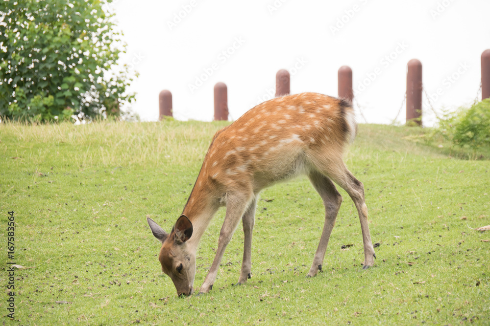 Nara deer roam in Nara park, Japan Nara deer roam in Nara park, Japan