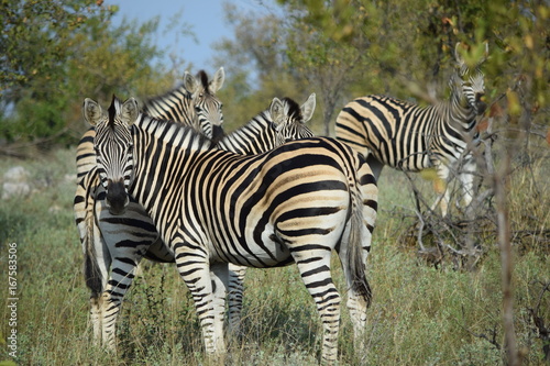 Zebras  Kr  ger National Park  S  dafrika