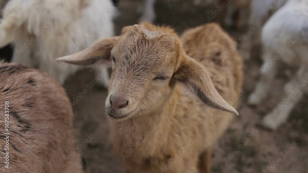 Shot of small domestic goats on the farm Shot of small domestic goats on the farm