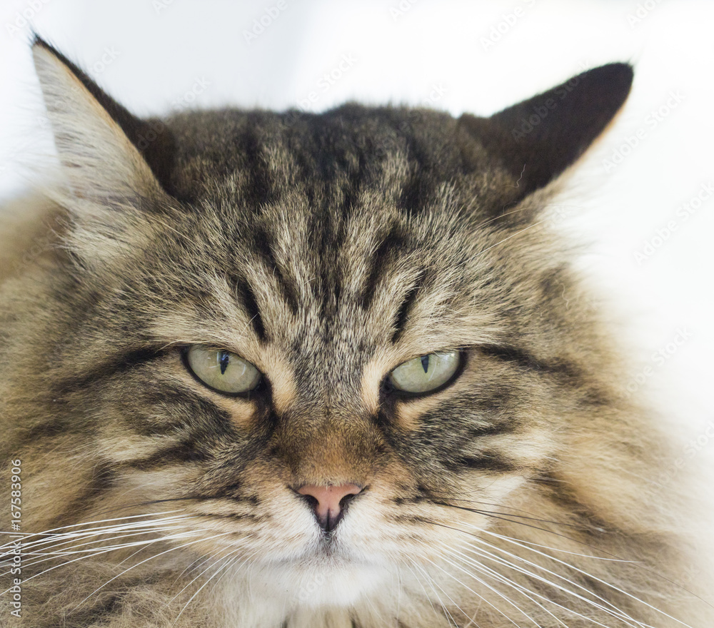 Adorable brown tabby cat of siberian breed, hypoallergenic feline