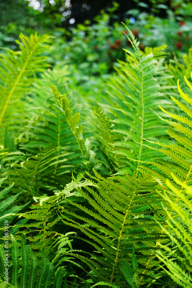 fern plant texture fern plant texture