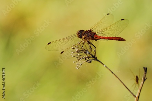 Beautiful red dragonfly on a branch in summer © Angelic