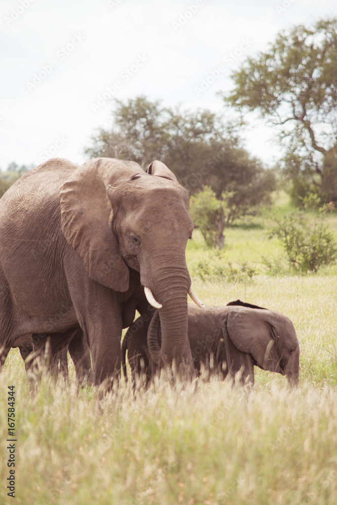 Elephant family, Kruger National Park, South Africa