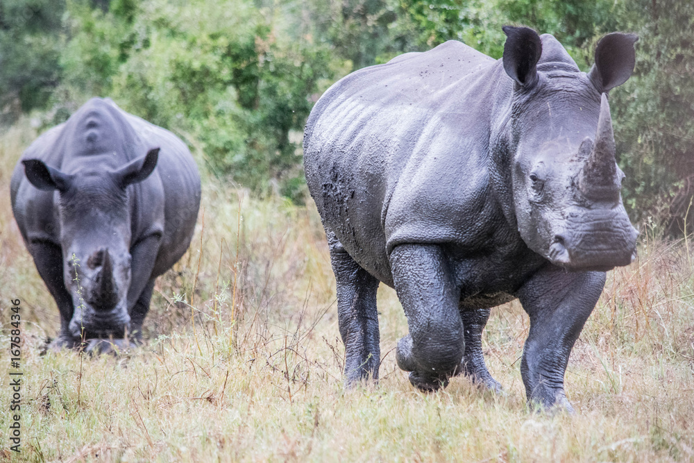 Running Rhinos, Kruger National Park, South Africa Running Rhinos, Kruger National Park, South Africa