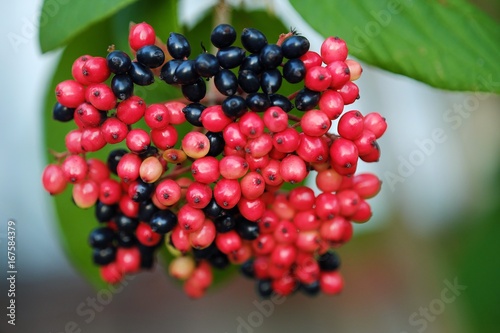 Beautiful black and red wild berries in the summer 