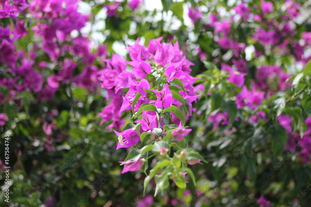 Fleur Fleur
