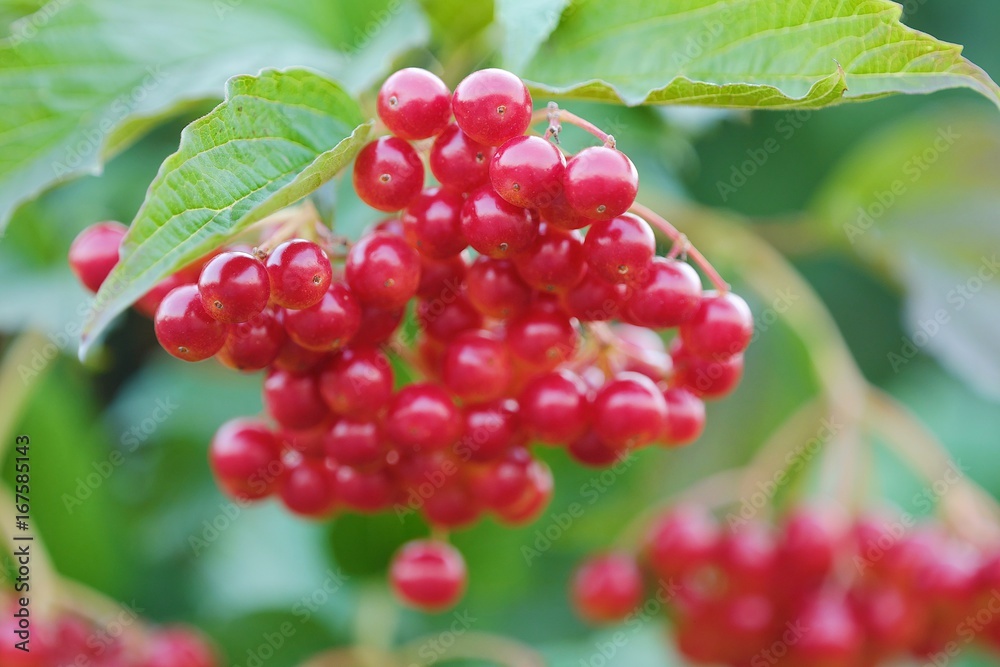 Red viburnum berries on a tree in the summer Red viburnum berries on a tree in the summer