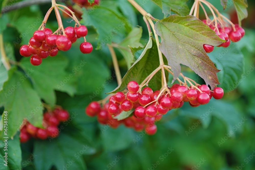 Fototapeta premium Red viburnum berries on a tree in the summer