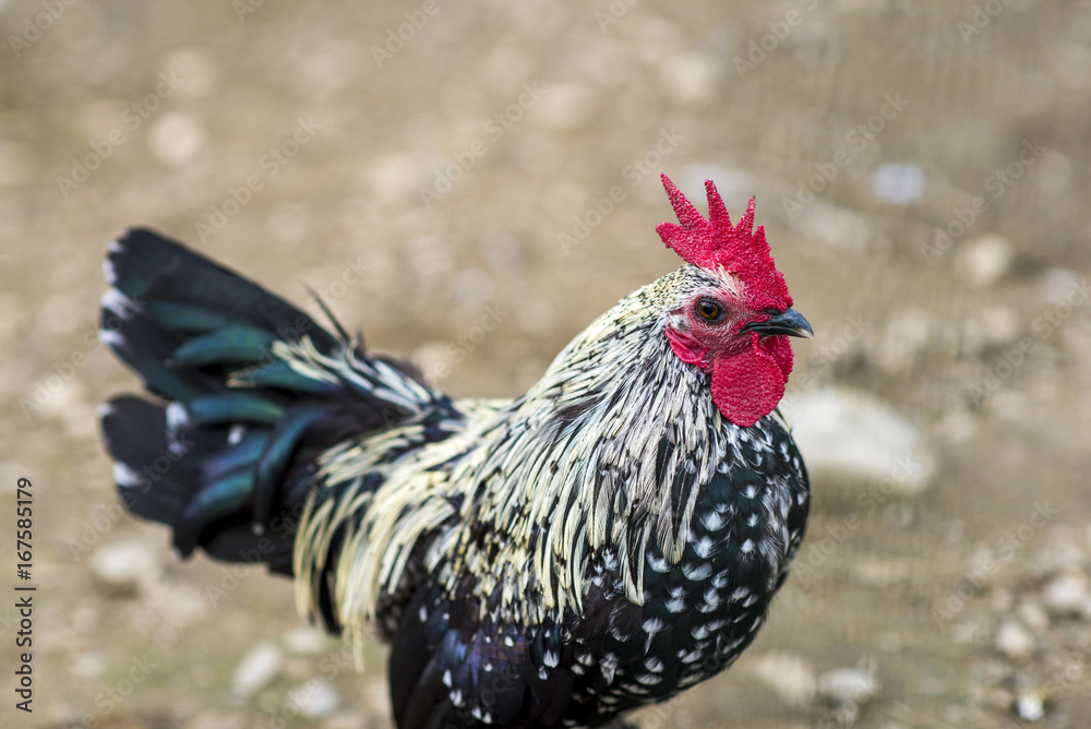 Rooster on a village farm