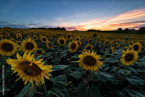 Sunflowers © Holger Schultz